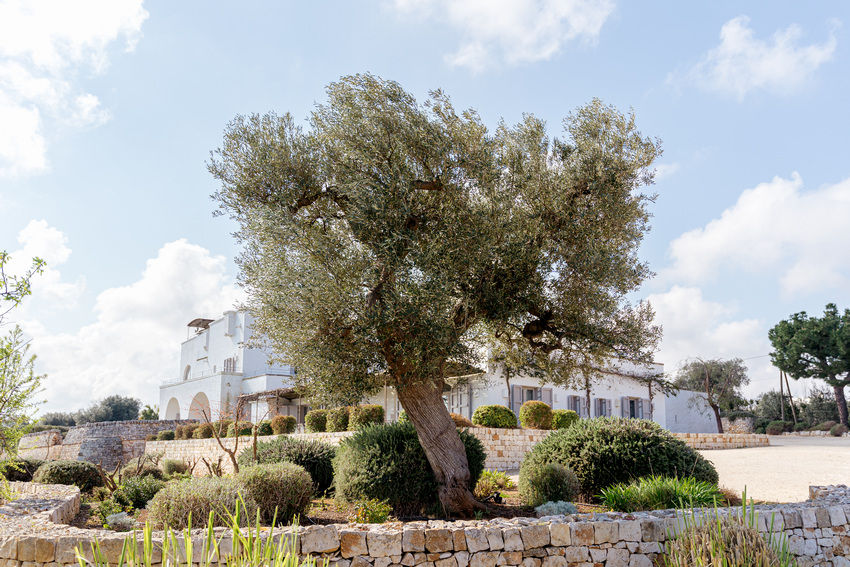 Masseria Petrarolo old olive tree