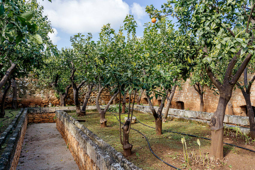Masseria Petrarolo citrus garden with greenery and fruit trees
