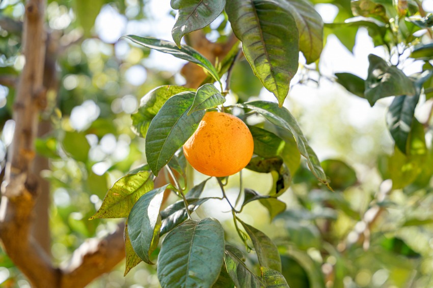 Citrus trees bearing fruit in the sunlight at Masseria Petrarolo