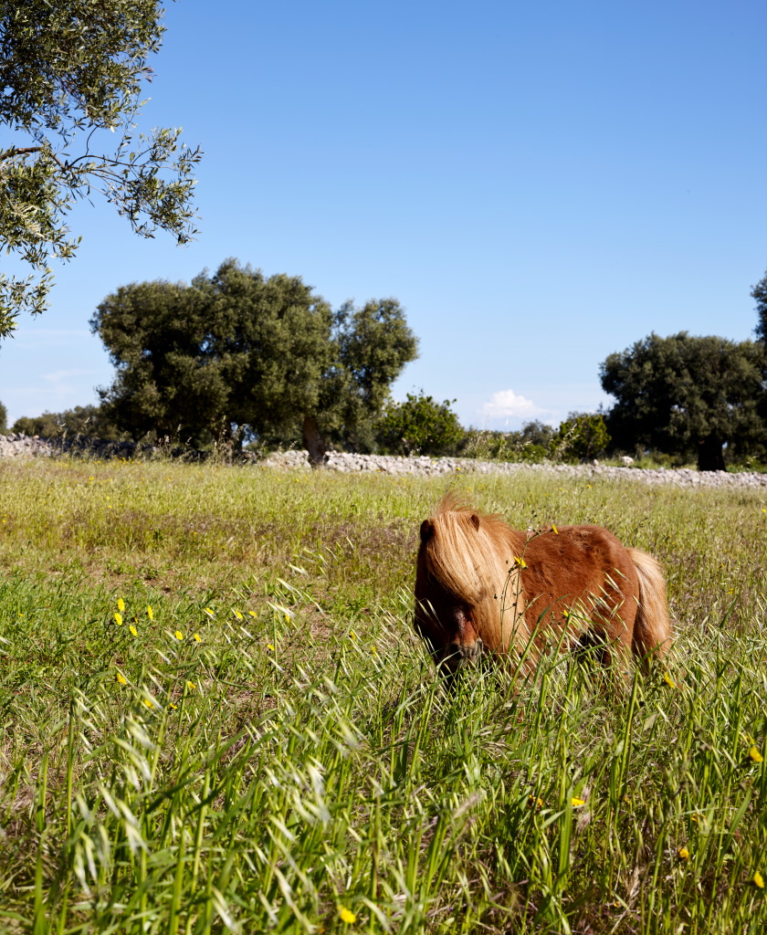 Poneys dans le parc