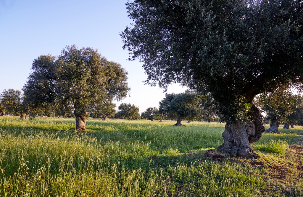 Arbres, chemins et pâturages