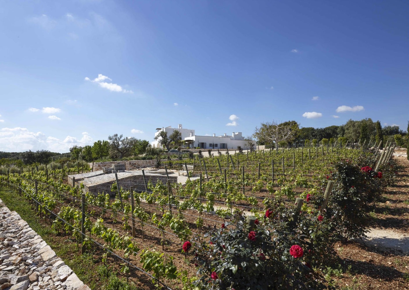 Vignobles le long de l’accès