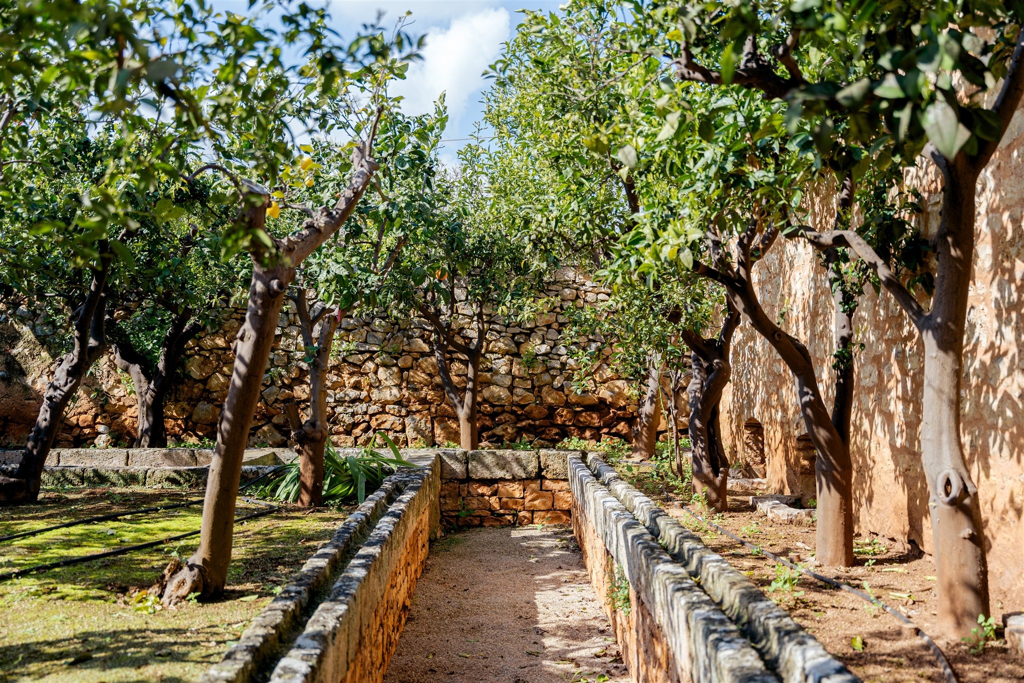 The shaded lemon and citrus grove at Masseria Petrarolo