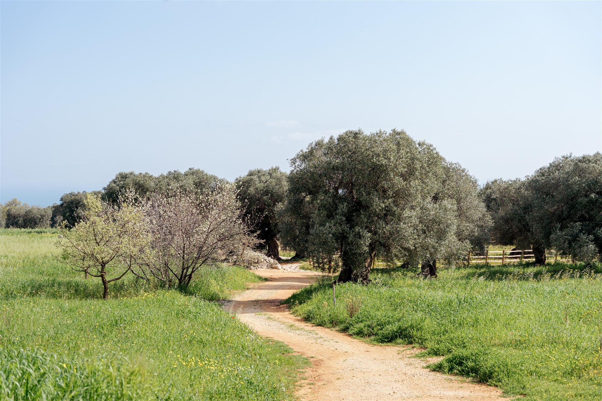 A path through Petrarolo’s ancient olive groves