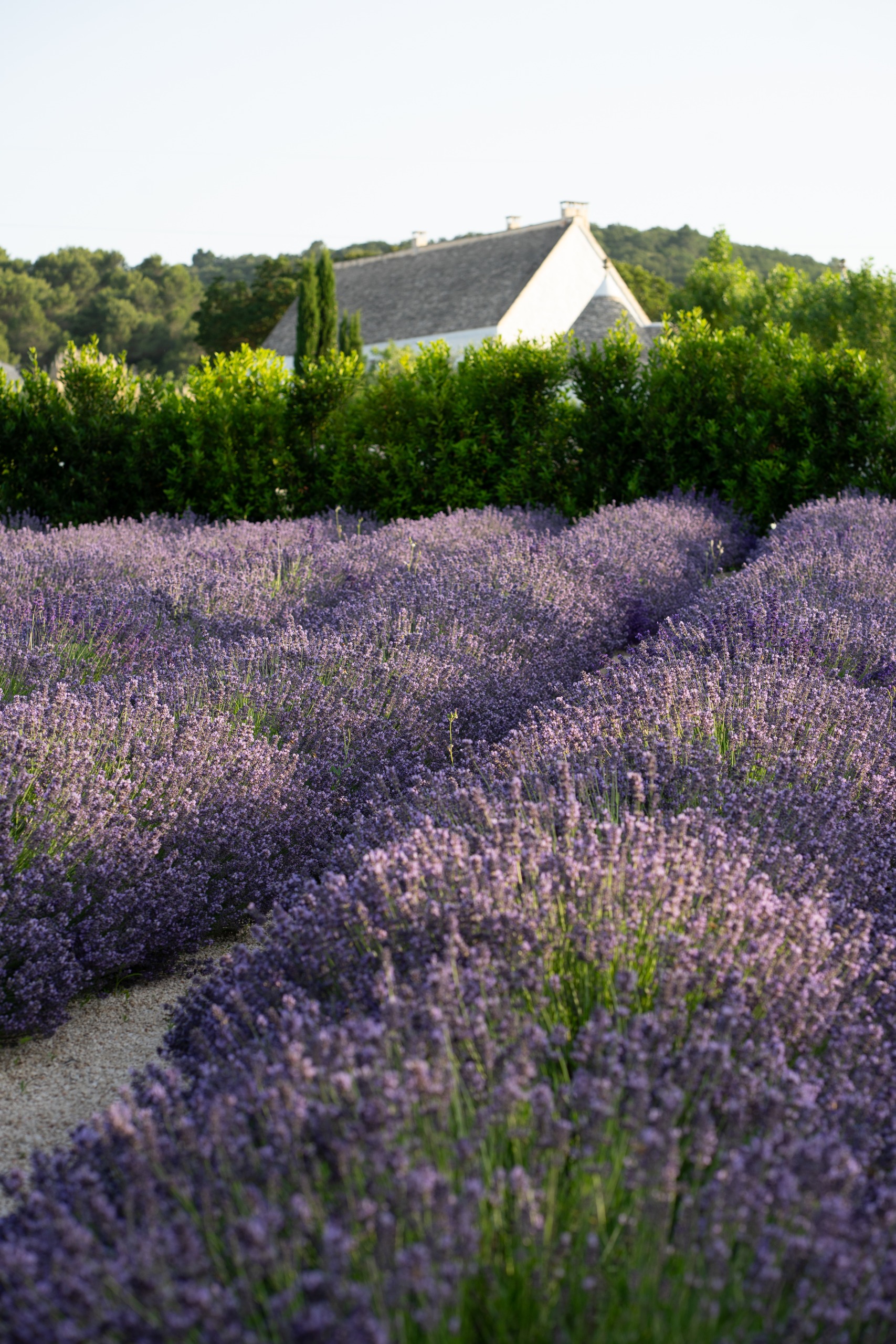 Rows of lavender in bloom in a Puglian garden